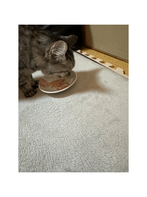 お昼ですね ( ˶ ᷇ 𖥦 ᷆ ˵ )