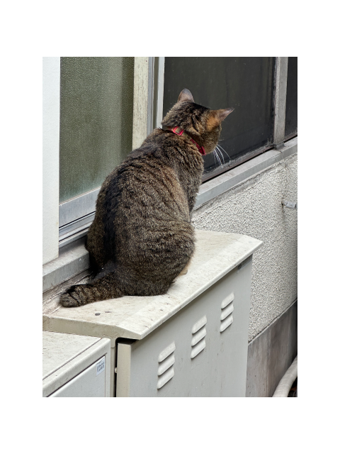 出勤 致します ૮⌯˃̵ ·̫ ˂̵⌯ა