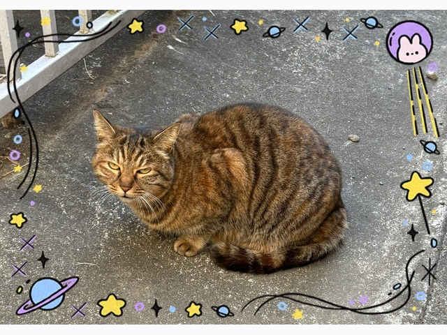 近所の猫　その②