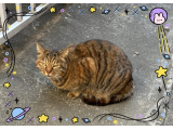 近所の猫　その②