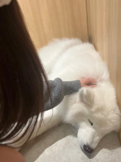 だいしゅき