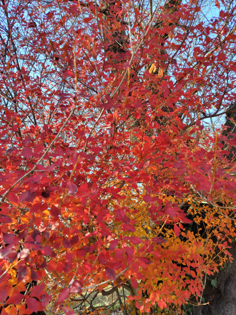 紅葉