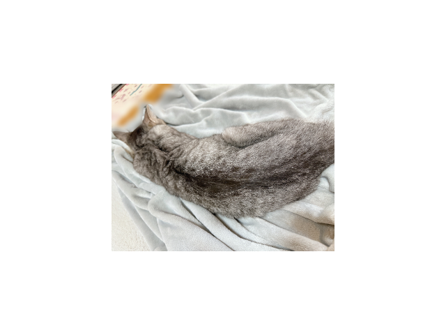 ありがとうございます ฅ ̳͒•ˑ̫• ̳͒ฅ♡