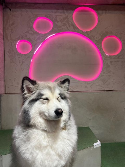 オキニトークについて