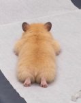 ぷるぷるッ