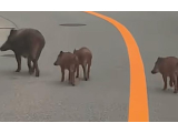ネガが炸裂してる