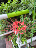 曼珠沙華