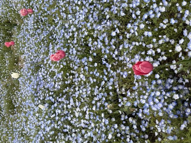 春が来た🌷♡