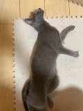 ごめんなさい