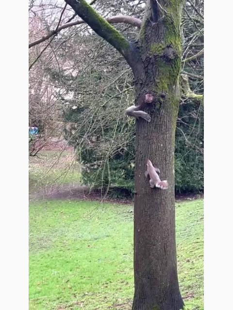 イギリスのリス🐿️