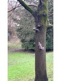 イギリスのリス🐿️