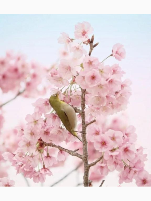 おはようございます🌸✨✨