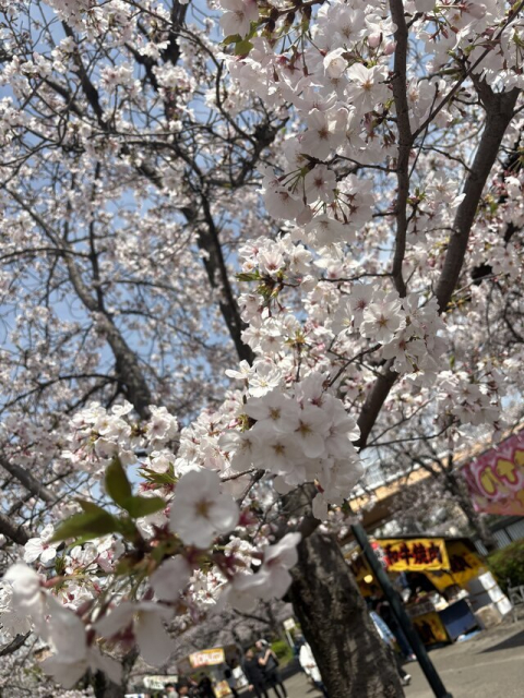 桜きれかったな〜ʚ🌸ɞ