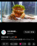 カニが可愛すぎて