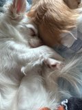 チワワ🐶
