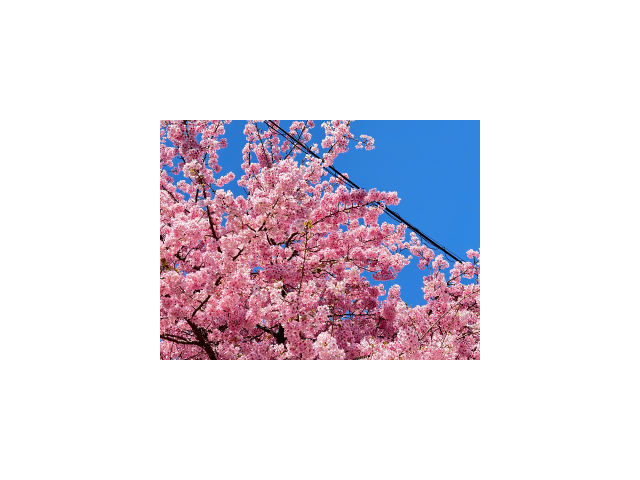 春のお裾分けです🌸次回出勤は3日です❣️