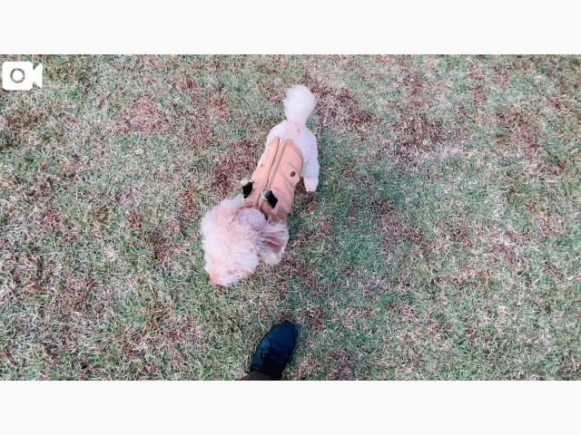 まおの日常のぞき見🐶♡