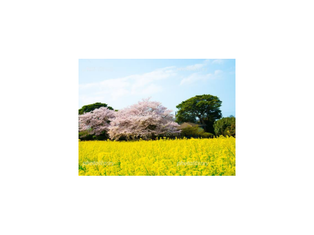 桜と菜の花が綺麗な場所