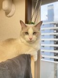 また