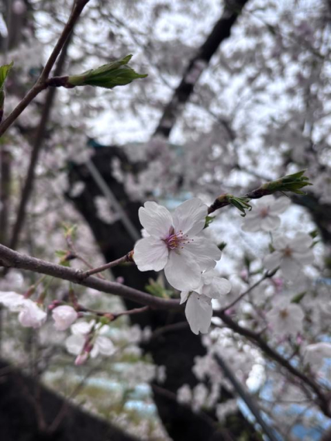 🌸