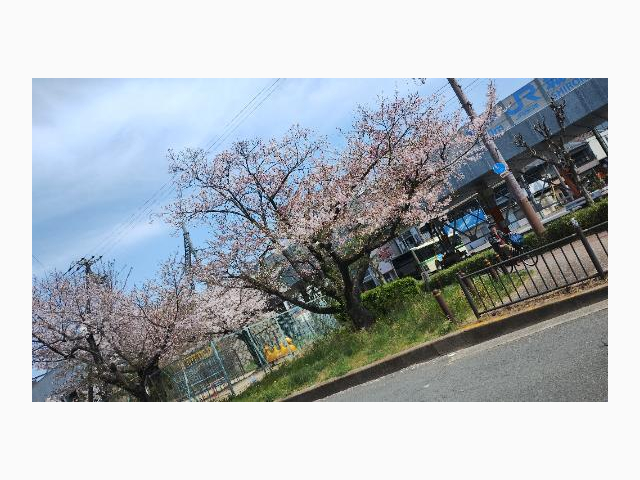 葉桜も綺麗ですね🌸👍🏿明日❣️