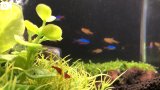 うちの水槽🐠🫧