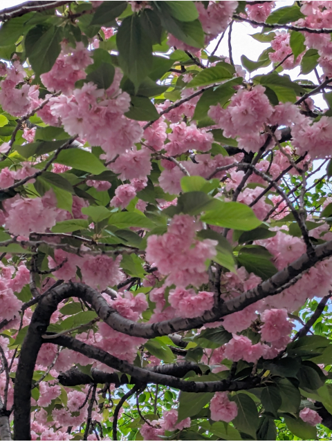 こんばんは(*^▽^*)
