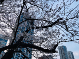 お花見日和