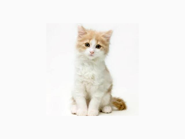 おはようございます♪