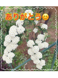 お礼の日記 5/14