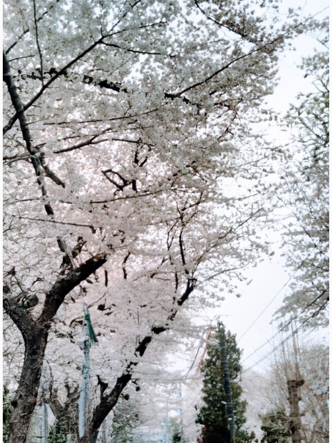 さくら〜舞い散る〜🌸。．