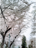 さくら〜舞い散る〜🌸。．