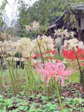 彼岸花。