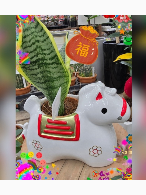 今日は