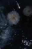 私