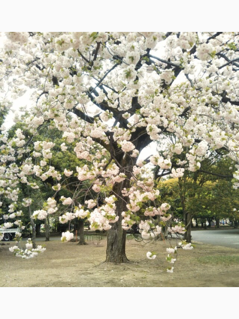 風🍃つおいー🙈