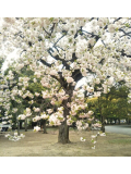風🍃つおいー🙈