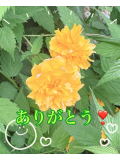 お礼の日記 5/8