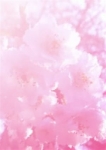 瑠藺‐るい‐
