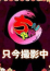 れい、熊谷ちゃんこ