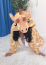 アミメキリン、デリヘル動物園