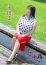 サムネイル12