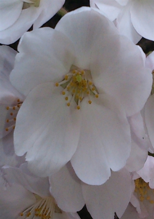 瑠藺‐るい‐、月夜の桜 4